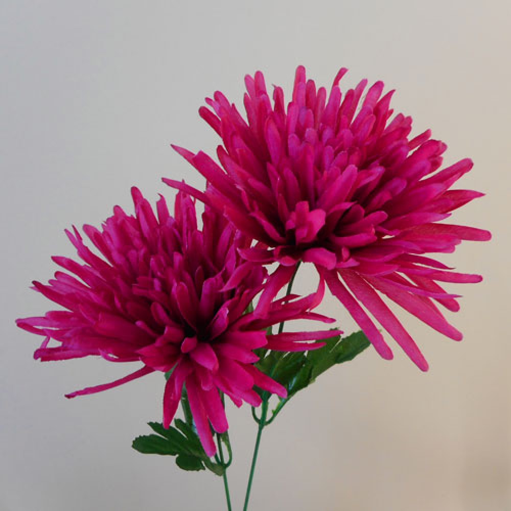 Artificial Spider Chrysanthemums Carnival Hot Pink 64cm Silk Flowers